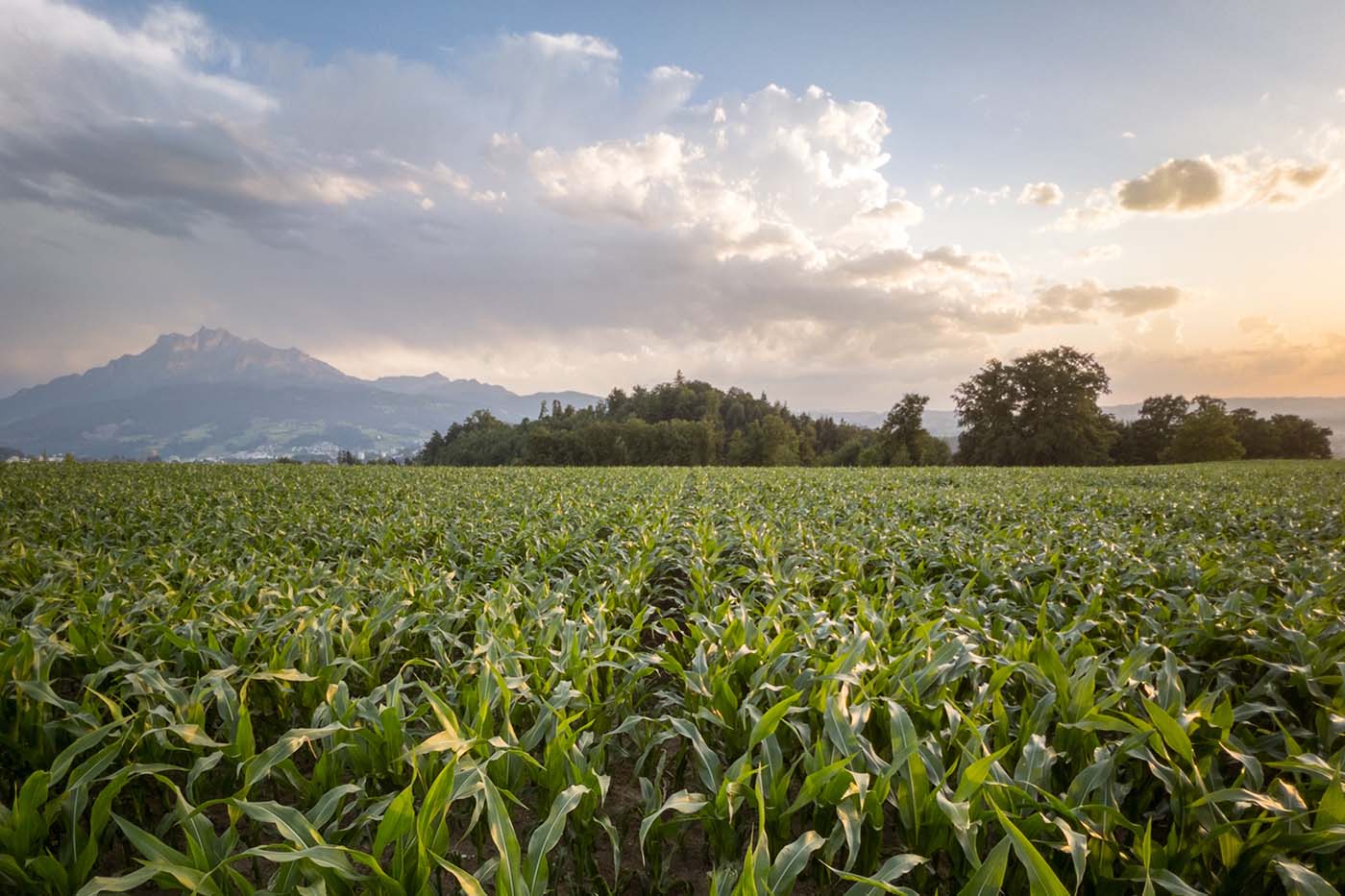 Campo del maíz Campo del maíz